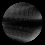 A day in Asia 20200819 DigitalMicroscope version