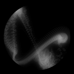 A day in Asia 20200822 DigitalMicroscope version