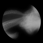 A day in Asia 20200824 DigitalMicroscope version