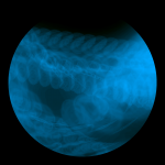 A day in Asia 20200901 DigitalMicroscope version