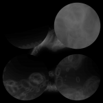 A day in Asia 20200912 CompoundDigitalMicroscope version