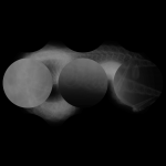 A day in Asia 20200916 CompoundDigitalMicroscope version