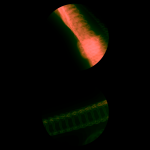 A day in Asia 20200326 CompoundDigitalMicroscope version