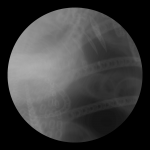 A day in Asia 20210102 DigitalMicroscope version