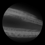 A day in Asia 20210103 DigitalMicroscope version