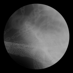 A day in Asia 20210211 DigitalMicroscope version