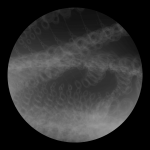 A day in Asia 20210212 DigitalMicroscope version