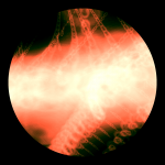 A day in Asia 20210216 DigitalMicroscope version