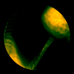 A day in Asia 20210219 DigitalMicroscope version