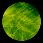 A day in Asia 20210222 DigitalMicroscope version