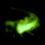 A day in Asia 20210313