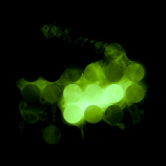 A day in Asia 20210313 CompoundDigitalMicroscope version