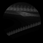 A day in Asia 20210403 DigitalMicroscope version