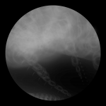 A day in Asia 20210406 DigitalMicroscope version