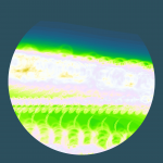 A day in Asia 20210411 DigitalMicroscope version