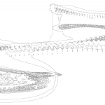 A day in Asia 202110241347