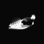 A day in Asia 20210606 CompoundDigitalMicroscope version