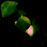 A day in Asia 20210609 RecursiveCompoundDigitalMicroscope version