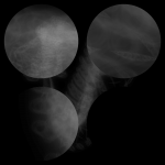 A day in Asia 20210630004 CompoundDigitalMicroscope version