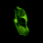 A day in Asia 20210701001 CompoundDigitalMicroscope version