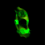 A day in Asia 20210701001 RecursiveCompoundDigitalMicroscope version