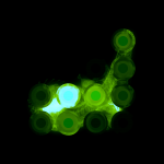 A day in Asia 20210702 RecursiveCompoundDigitalMicroscope version