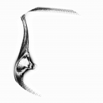 A day in Asia 20210707 CompoundDigitalMicroscope version