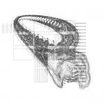 Asia with Multi-Standard 202109200205