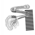 Asia with Multi-Standard 202109240347