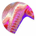 A day in Asia 202109290456 DigitalMicroscope version