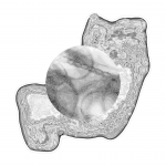 A day in Asia 202110011541 DigitalMicroscope version