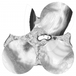 A day in Asia 202110020517 CompoundDigitalMicroscope version