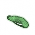 Just alive (with no particular aim) 20210910