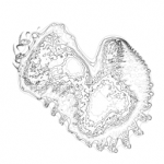 Just alive (with no particular aim) 20210914