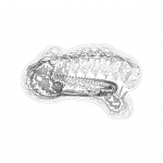 A Day in Asia 202112060339