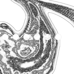 A Day in Asia 202209102303 Compound Microscope version