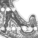 A Day in Asia 202209110948 Compound Microscope version