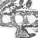 A Day in Asia 202209120909 Compound Microscope version