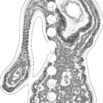 A Day in Asia 202209130118 Compound Microscope version