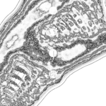 A Day in Asia 202209130753 Compound Microscope version