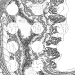 A Day in Asia 202209141008 Compound Microscope version