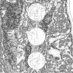 A Day in Asia 202209141730 Compound Microscope version
