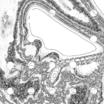 A Day in Asia 202209142346 Compound Microscope version