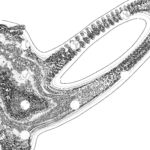 A Day in Asia 202209152107 Compound Microscope version