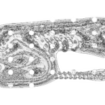 A Day in Asia 202209160156 Compound Microscope version