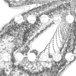 A Day in Asia 202209200434 Compound Microscope version