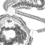 A Day in Asia 202209201505 Compound Microscope version