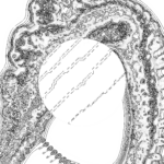 A Day in Asia 202209211758 Compound Microscope version