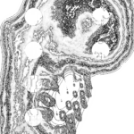 A Day in Asia 202209231200 Compound Microscope version