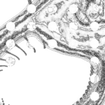 A Day in Asia 202209232151 Compound Microscope version